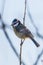 Portrait of nice blue tit bird which sits on branch