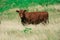 Portrait of nice brown calves on a fresh green meadow, standing side by side and looking into the camera.