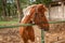 Portrait of nice brown horse