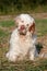 Portrait of nice clumber spaniel