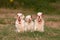 Portrait of nice clumber spaniels