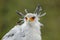 Portrait of nice grey bird of prey Secretary Bird Sagittarius serpentarius, with orange face