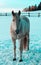 Portrait of nice grey horse from front on snow winter landscape