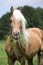 Portrait of nice haflinger eating grass