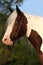 Portrait of nice horse - irish cob