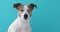 Portrait nice Jack Russell Terrier blue background