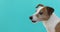 Portrait nice Jack Russell Terrier blue background