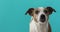 Portrait nice Jack Russell Terrier blue background