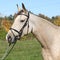 Portrait of nice Kinsky horse with bridle