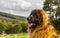 Portrait of a nice Leonberger sitting on a green grass