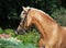 Portrait of nice palomino welsh pony