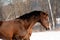 Portrait of nice pony on a snow meadow