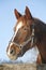 Portrait of nice purebred chestnut horse at corral door