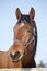 Portrait of a nice purebred horse winter corral rural scene