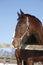 Portrait of nice purebred horse winter corral rural scene