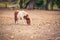 Portrait of a nice Shetland pony