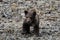 Portrait of a nice  three month old little grizzly baby- Alaska