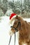 Portrait Nightingale Welsh pony in a Christmas red cap in the snow in the woods