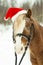 Portrait Nightingale Welsh pony in a Christmas red cap in the snow in the woods