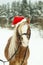 Portrait Nightingale Welsh pony in a Christmas red cap in the snow in the woods