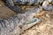 Portrait of a Nile Crocodile