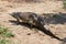 Portrait of a Nile Crocodile