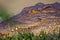 Portrait of a Nile Crocodile Crocodylus niloticus,