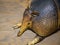 Portrait of a nine-belted armadillo Latin Dasypus novemcinctus with a beautiful scaly brown skin on a gray background. The anima