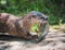 Portrait of a North American river otter