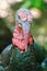 Portrait of north american wild turkey with large red wattles