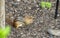 Portrait of a northeastern chipmunk looking for food in a bed of sunflower seed shells