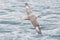 Portrait northern arctic fulmar fulmarus glacialis flying over