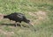Portrait of Northern bald ibis, hermit ibis, Geronticus eremita, looking for food in green grass. Strange ugly looking