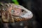 Portrait of a Northern caiman lizard Dracaena guianensis
