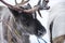 Portrait of a northern domestic deer with horns on snow