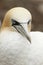 Portrait of a northern gannet