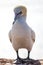 Portrait of a Northern Gannet in backlighting - Morus bassanus