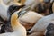 Portrait of Northern Gannet - Sula bassana with baby