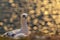 Portrait of a Northern Gannet at sundown - Morus bassanus