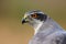 Portrait northern goshawk