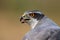 Portrait northern goshawk