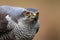 Portrait northern goshawk