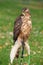 The portrait of Northern Goshawk