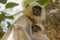 Portrait of Northern Plains Langur and Nursing Baby