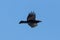 Portrait northern raven Corvus corax in flight, blue sky