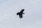 Portrait of northern raven Corvus corax in flight, snow, winte