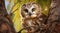 Portrait of a northern saw whet owl in a tree