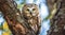 Portrait of a northern saw whet owl in a tree