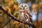 Portrait of a northern saw whet owl in a tree