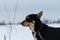 Portrait of northern sled dog Alaskan Husky in winter outside in snow. Black red white handsome half breed looks into distance,